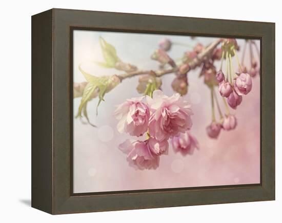 Pink Cherry Blossom Tree-egal-Framed Stretched Canvas