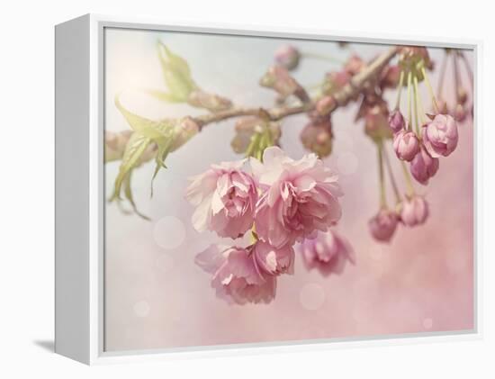 Pink Cherry Blossom Tree-egal-Framed Stretched Canvas