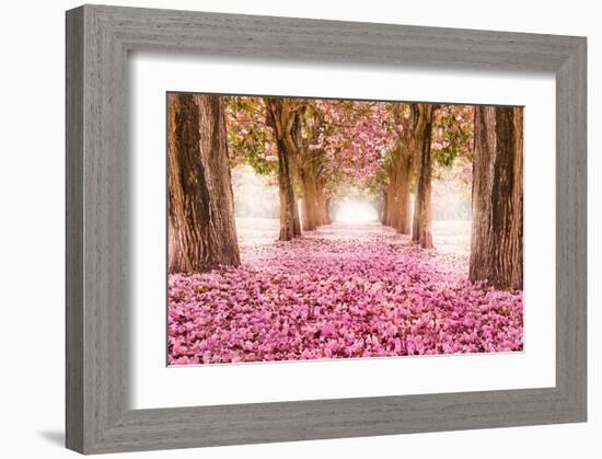 Pink Cherry Blossom Tunnel-null-Framed Art Print