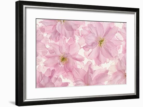 Pink Cherry Blossom-Cora Niele-Framed Photographic Print