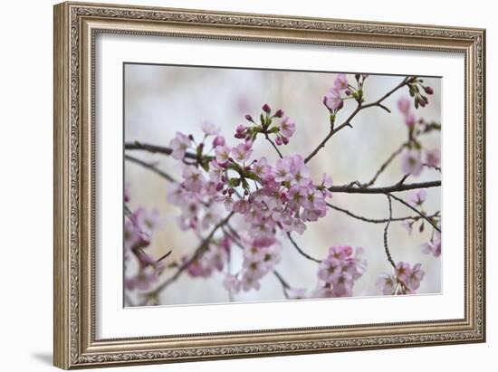 Pink Cherry Blossoms Bloom On A Tree In Washington, DC, Spring At The Peak Of Cherry Blossom Season-Karine Aigner-Framed Photographic Print