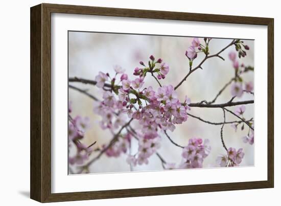 Pink Cherry Blossoms Bloom On A Tree In Washington, DC, Spring At The Peak Of Cherry Blossom Season-Karine Aigner-Framed Photographic Print