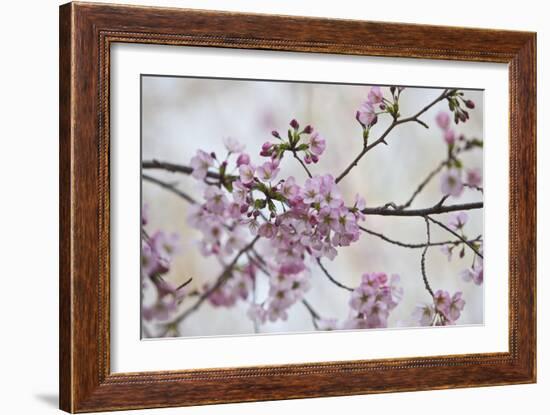 Pink Cherry Blossoms Bloom On A Tree In Washington, DC, Spring At The Peak Of Cherry Blossom Season-Karine Aigner-Framed Photographic Print