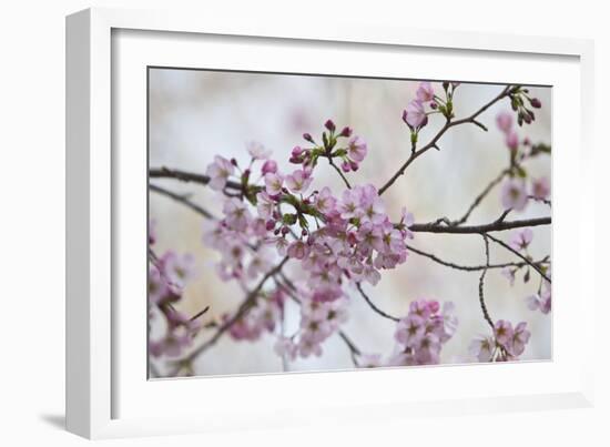 Pink Cherry Blossoms Bloom On A Tree In Washington, DC, Spring At The Peak Of Cherry Blossom Season-Karine Aigner-Framed Photographic Print