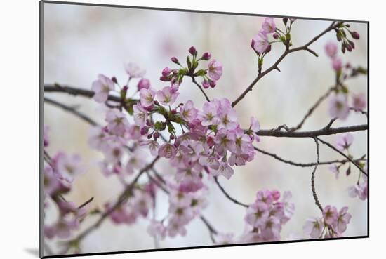 Pink Cherry Blossoms Bloom On A Tree In Washington, DC, Spring At The Peak Of Cherry Blossom Season-Karine Aigner-Mounted Photographic Print