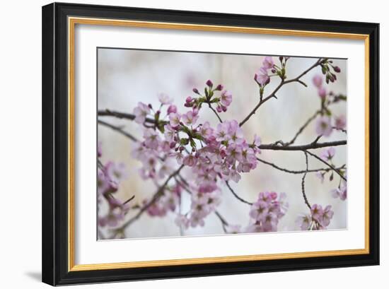 Pink Cherry Blossoms Bloom On A Tree In Washington, DC, Spring At The Peak Of Cherry Blossom Season-Karine Aigner-Framed Photographic Print