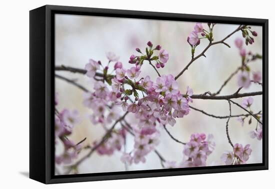 Pink Cherry Blossoms Bloom On A Tree In Washington, DC, Spring At The Peak Of Cherry Blossom Season-Karine Aigner-Framed Premier Image Canvas