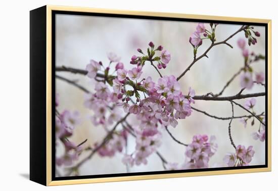 Pink Cherry Blossoms Bloom On A Tree In Washington, DC, Spring At The Peak Of Cherry Blossom Season-Karine Aigner-Framed Premier Image Canvas