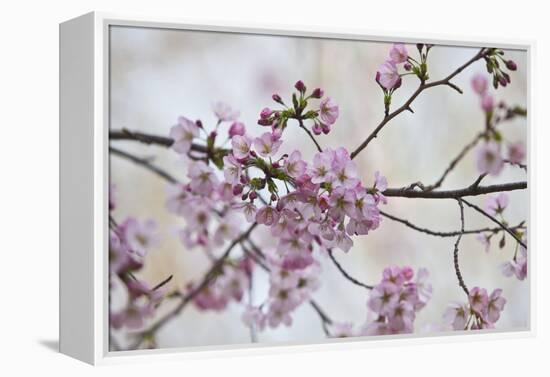 Pink Cherry Blossoms Bloom On A Tree In Washington, DC, Spring At The Peak Of Cherry Blossom Season-Karine Aigner-Framed Premier Image Canvas