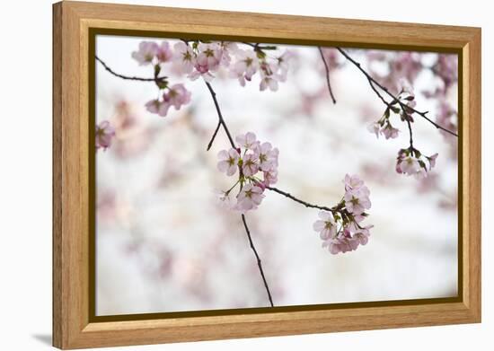 Pink Cherry Blossoms Bloom On Tree In Spring At The Peak Of Cherry Blossom Season, Washington, DC-Karine Aigner-Framed Premier Image Canvas