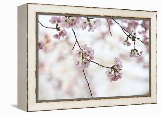 Pink Cherry Blossoms Bloom On Tree In Spring At The Peak Of Cherry Blossom Season, Washington, DC-Karine Aigner-Framed Premier Image Canvas