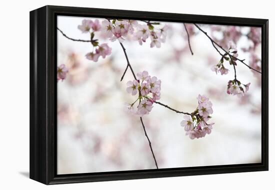 Pink Cherry Blossoms Bloom On Tree In Spring At The Peak Of Cherry Blossom Season, Washington, DC-Karine Aigner-Framed Premier Image Canvas
