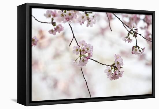 Pink Cherry Blossoms Bloom On Tree In Spring At The Peak Of Cherry Blossom Season, Washington, DC-Karine Aigner-Framed Premier Image Canvas