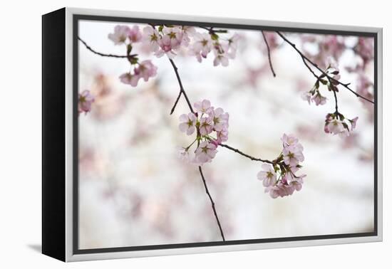 Pink Cherry Blossoms Bloom On Tree In Spring At The Peak Of Cherry Blossom Season, Washington, DC-Karine Aigner-Framed Premier Image Canvas