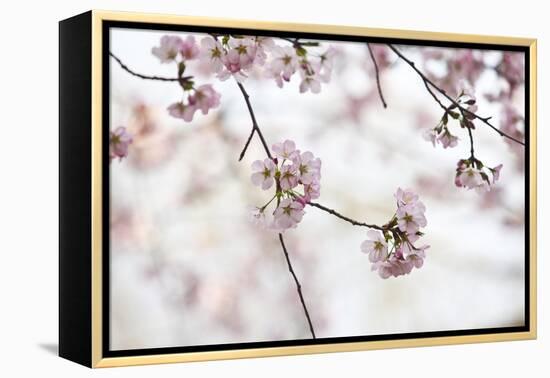 Pink Cherry Blossoms Bloom On Tree In Spring At The Peak Of Cherry Blossom Season, Washington, DC-Karine Aigner-Framed Premier Image Canvas