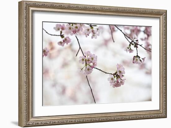 Pink Cherry Blossoms Bloom On Tree In Spring At The Peak Of Cherry Blossom Season, Washington, DC-Karine Aigner-Framed Photographic Print