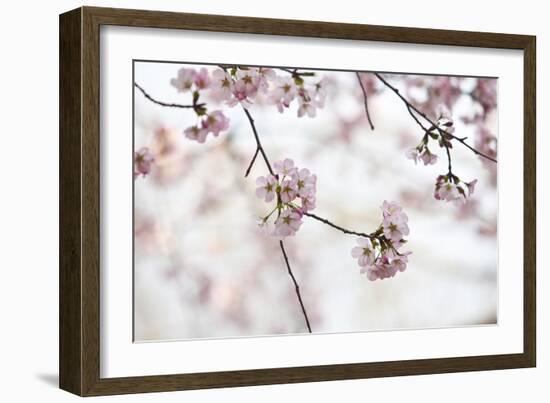 Pink Cherry Blossoms Bloom On Tree In Spring At The Peak Of Cherry Blossom Season, Washington, DC-Karine Aigner-Framed Photographic Print