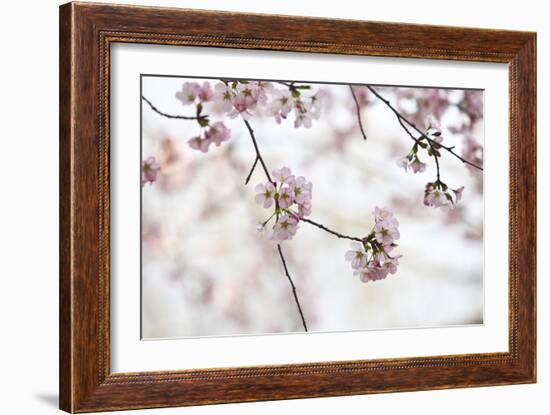 Pink Cherry Blossoms Bloom On Tree In Spring At The Peak Of Cherry Blossom Season, Washington, DC-Karine Aigner-Framed Photographic Print