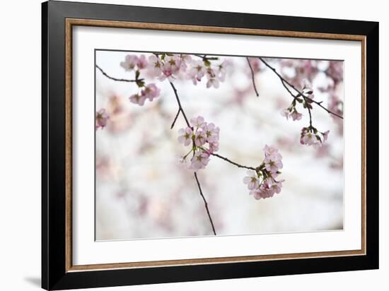 Pink Cherry Blossoms Bloom On Tree In Spring At The Peak Of Cherry Blossom Season, Washington, DC-Karine Aigner-Framed Photographic Print