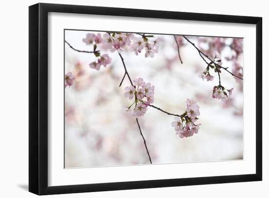 Pink Cherry Blossoms Bloom On Tree In Spring At The Peak Of Cherry Blossom Season, Washington, DC-Karine Aigner-Framed Photographic Print