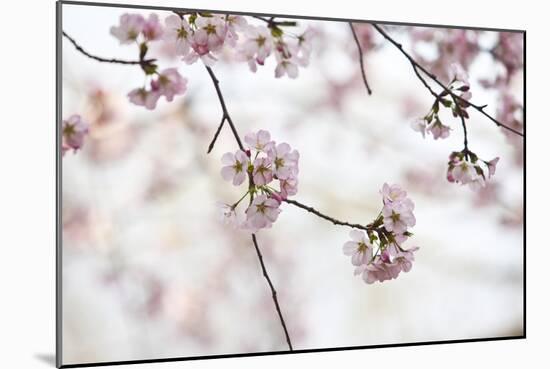 Pink Cherry Blossoms Bloom On Tree In Spring At The Peak Of Cherry Blossom Season, Washington, DC-Karine Aigner-Mounted Photographic Print