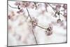 Pink Cherry Blossoms Bloom On Tree In Spring At The Peak Of Cherry Blossom Season, Washington, DC-Karine Aigner-Mounted Photographic Print