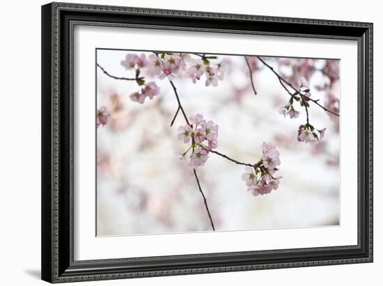 Pink Cherry Blossoms Bloom On Tree In Spring At The Peak Of Cherry Blossom Season, Washington, DC-Karine Aigner-Framed Photographic Print