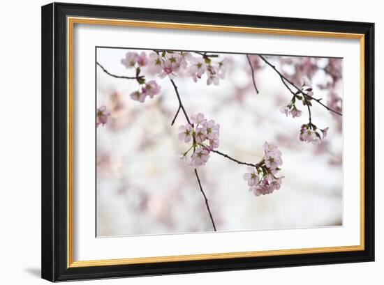 Pink Cherry Blossoms Bloom On Tree In Spring At The Peak Of Cherry Blossom Season, Washington, DC-Karine Aigner-Framed Photographic Print