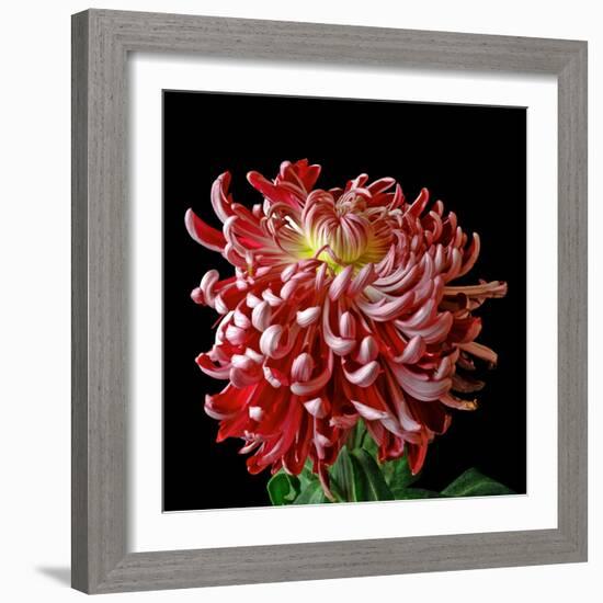 Pink Chrysanthemum 3-Magda Indigo-Framed Photographic Print