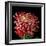 Pink Chrysanthemum 3-Magda Indigo-Framed Photographic Print