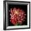 Pink Chrysanthemum 3-Magda Indigo-Framed Photographic Print