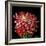 Pink Chrysanthemum 3-Magda Indigo-Framed Photographic Print