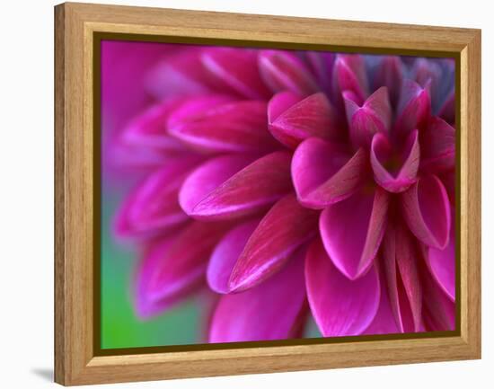 Pink Chrysanthemum-null-Framed Premier Image Canvas