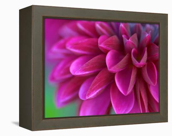 Pink Chrysanthemum-null-Framed Premier Image Canvas