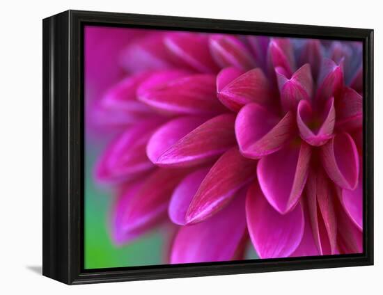 Pink Chrysanthemum-null-Framed Premier Image Canvas