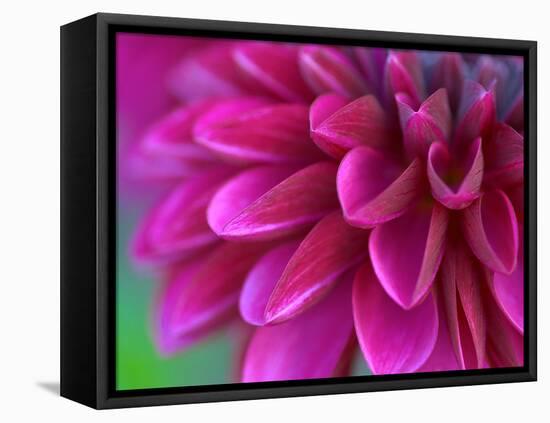 Pink Chrysanthemum-null-Framed Premier Image Canvas