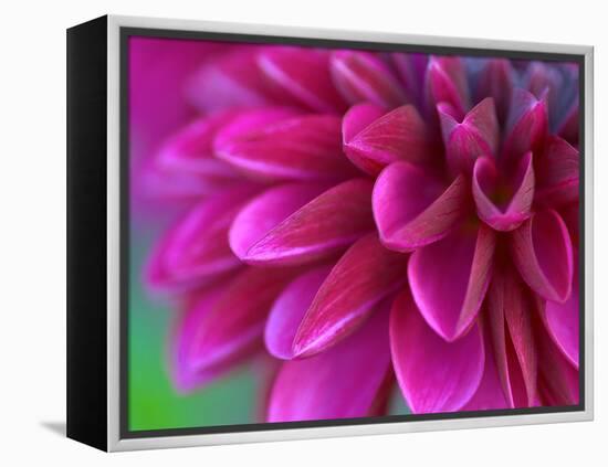 Pink Chrysanthemum-null-Framed Premier Image Canvas