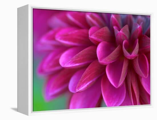 Pink Chrysanthemum-null-Framed Premier Image Canvas