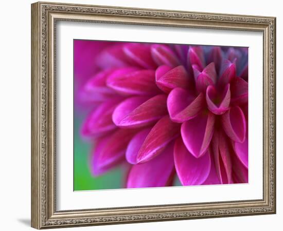 Pink Chrysanthemum-null-Framed Photographic Print