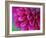 Pink Chrysanthemum-null-Framed Photographic Print