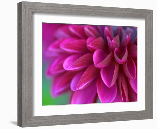 Pink Chrysanthemum-null-Framed Photographic Print