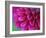 Pink Chrysanthemum-null-Framed Photographic Print