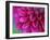 Pink Chrysanthemum-null-Framed Photographic Print