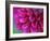 Pink Chrysanthemum-null-Framed Photographic Print