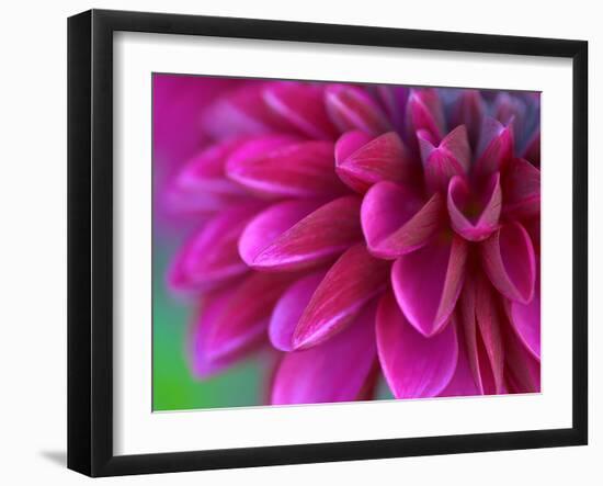 Pink Chrysanthemum-null-Framed Photographic Print