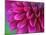 Pink Chrysanthemum-null-Mounted Photographic Print