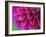 Pink Chrysanthemum-null-Framed Photographic Print