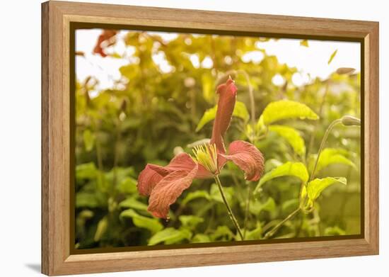 Pink Clematis in Summer-Savanah Stewart-Framed Premier Image Canvas