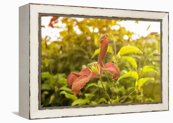 Pink Clematis in Summer-Savanah Stewart-Framed Premier Image Canvas