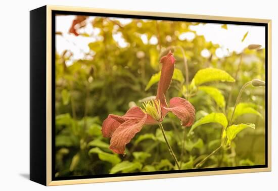 Pink Clematis in Summer-Savanah Stewart-Framed Premier Image Canvas